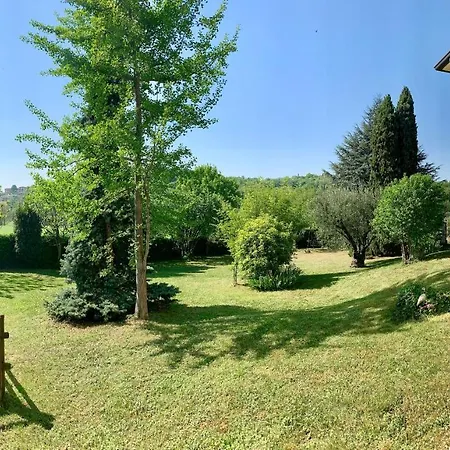 Chicco Di Oliva *